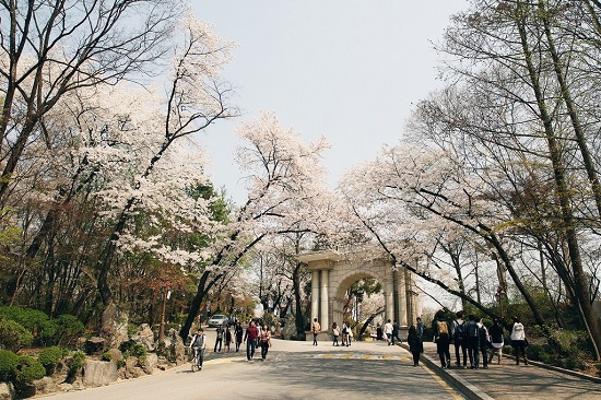 Con đường rợp bóng hoa anh đào tại Kyung Hee University