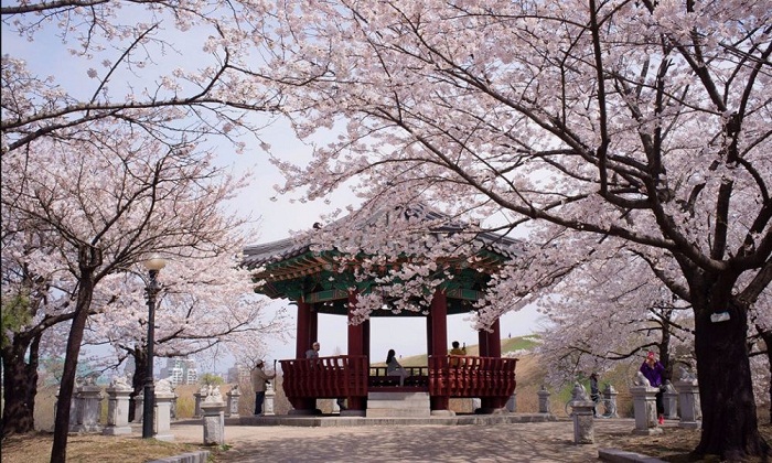 Công viên Yeouido là một trong những địa điểm đẹp ở Seoul, đặc biệt là vào mùa xuân